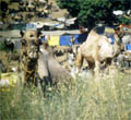 der gröste kamelmarkt der welt