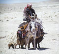 beduine in der wüste